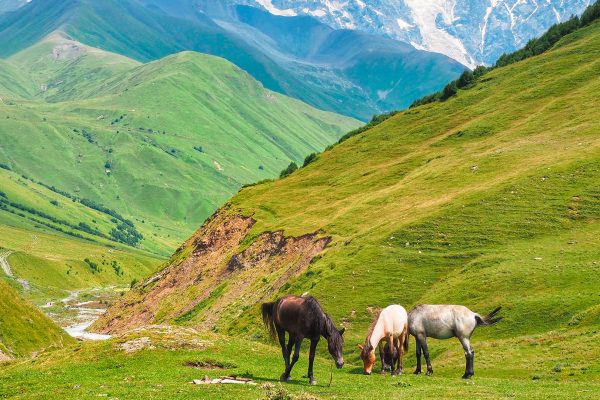 Landschaft Shkhara Berg, der höchste Gipfel Georgiens und Blick auf Pferde, die Gras auf einer Wiese auf dem Kaukasus Berg in Ushguli fressen.